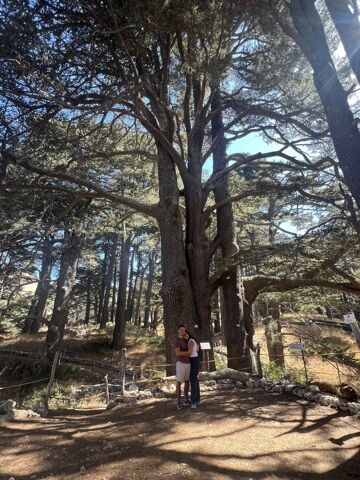Cèdre des amoureux !