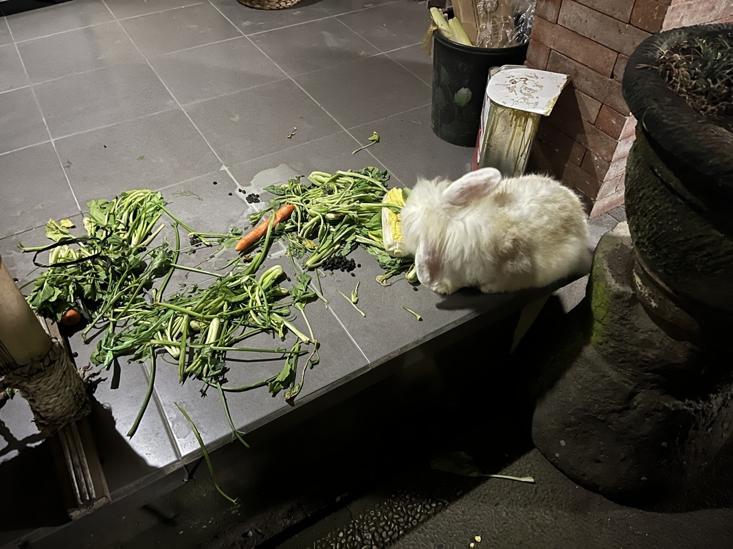 Voici le plus petit des lapins