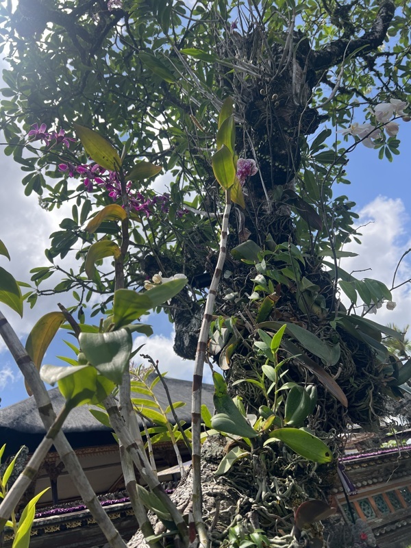 Orchidée sur les arbres