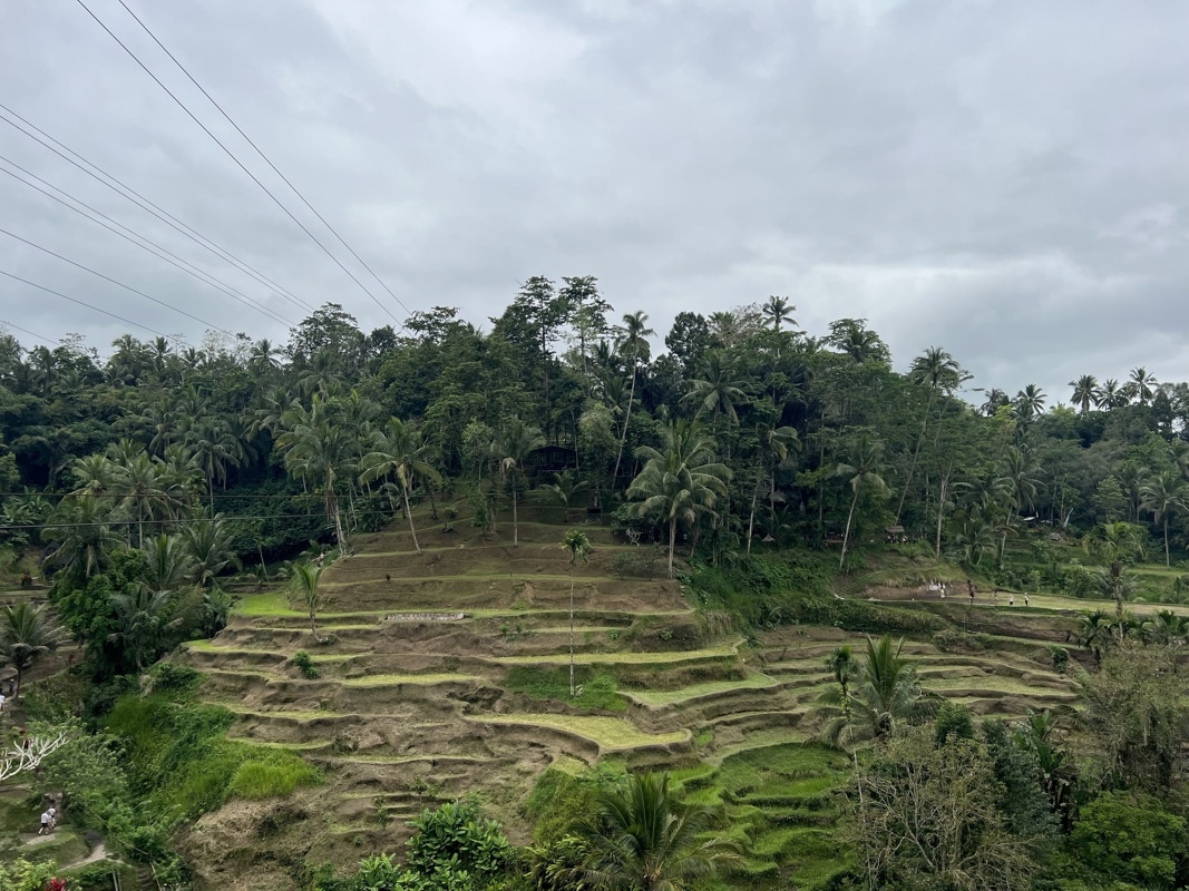 Rizières de Tegalalang