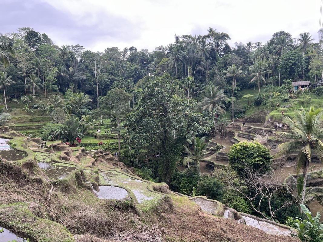 Rizières de Tegalalang