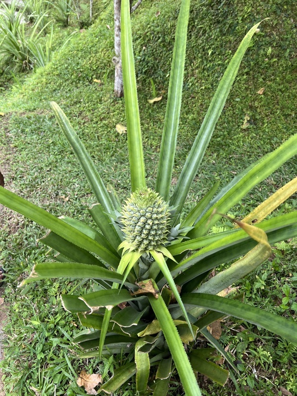 Ananas