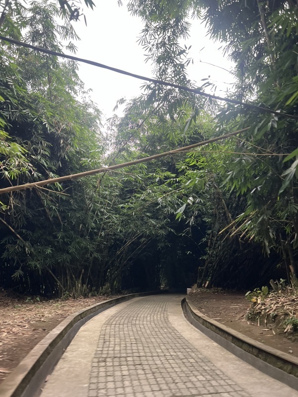 Forêt de bambou