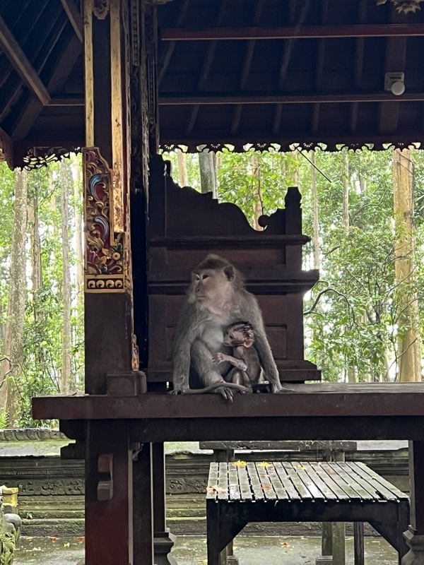 Bébé singe né il y a 1 semaine max
