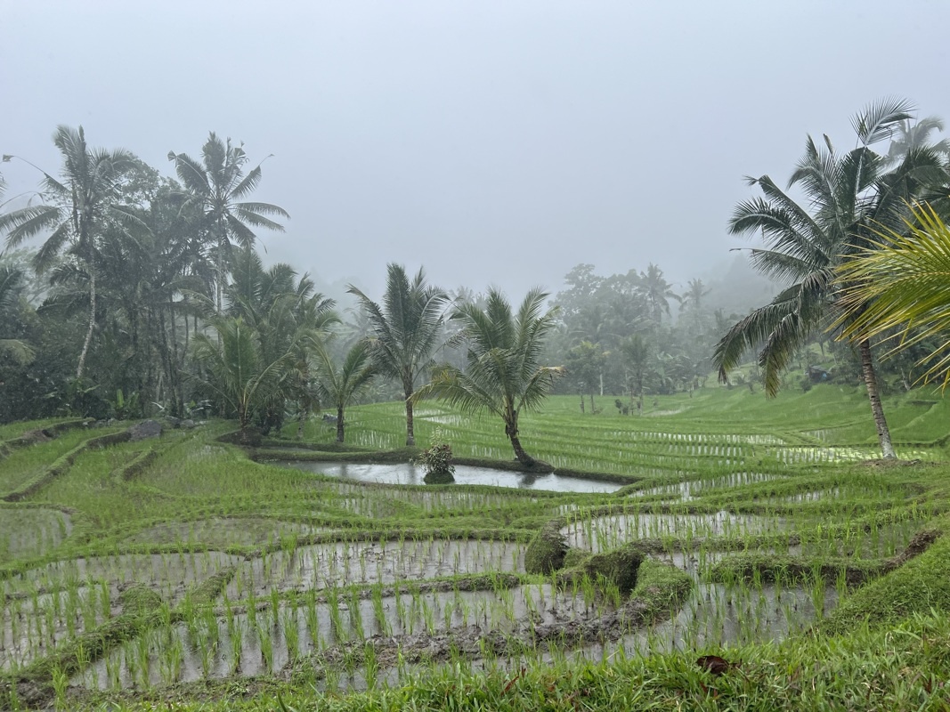 Rizières de Jatiluwih