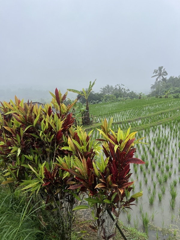 Rizières de Jatiluwih