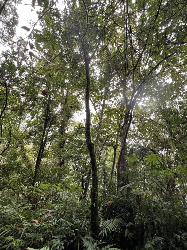 Jungle de munduk
