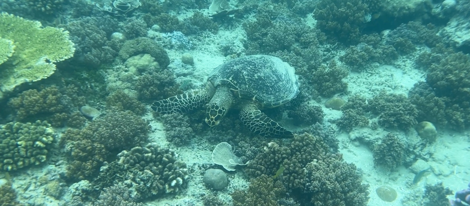 Tortue Aqua ninja