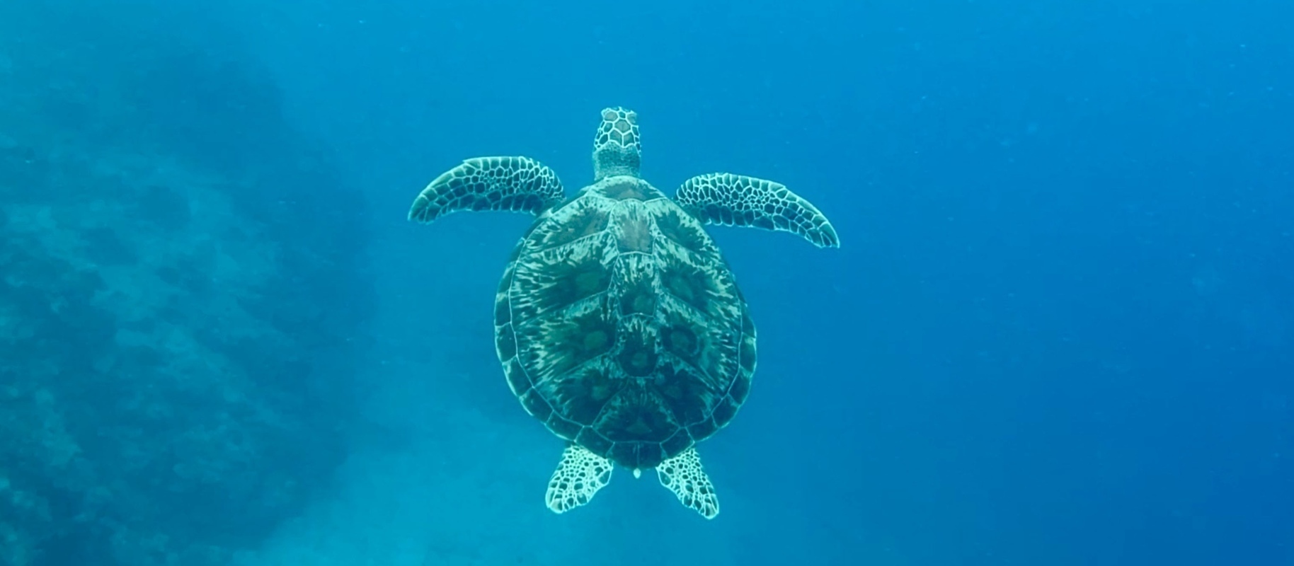 Tortue marine