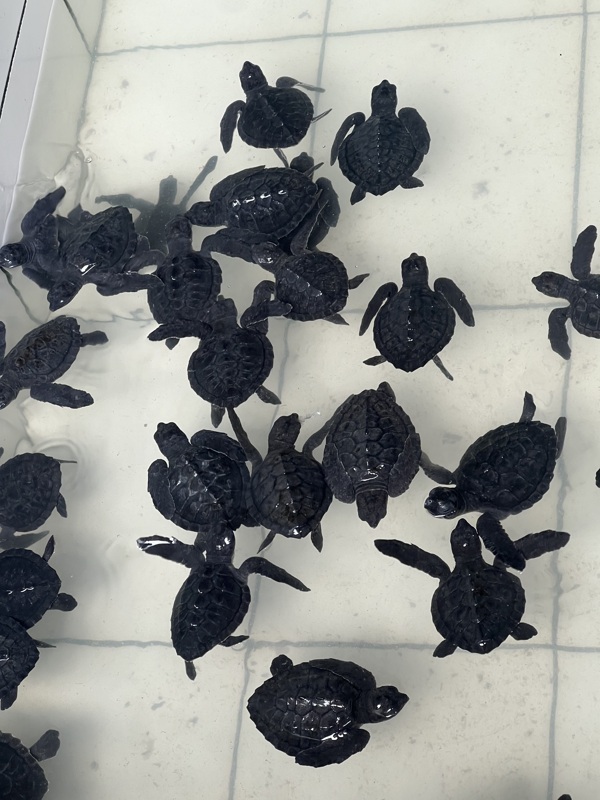 Baby tortues