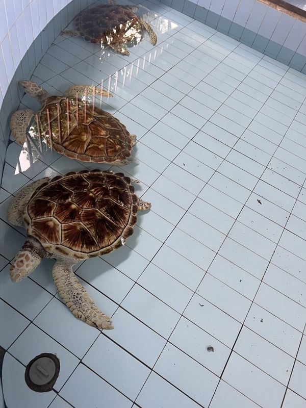 Tortues adultes
