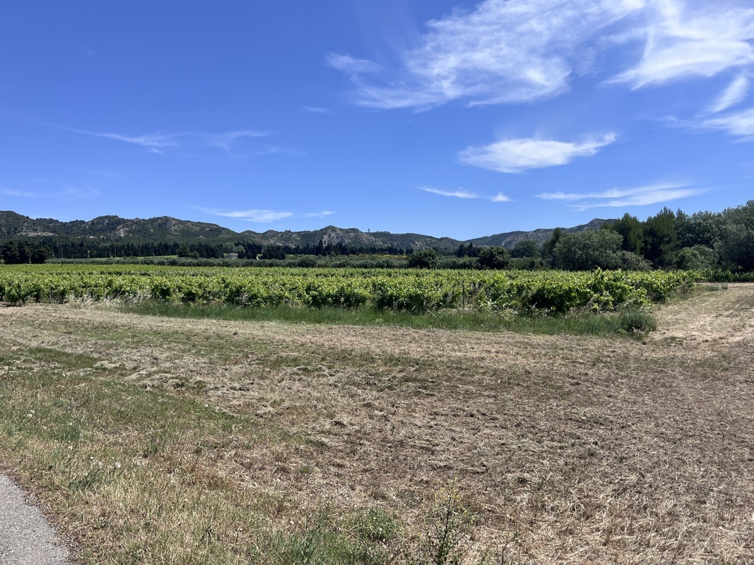 Vignes dans les Alpilles