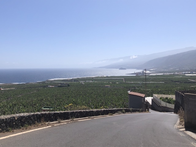 Plantations de bananes