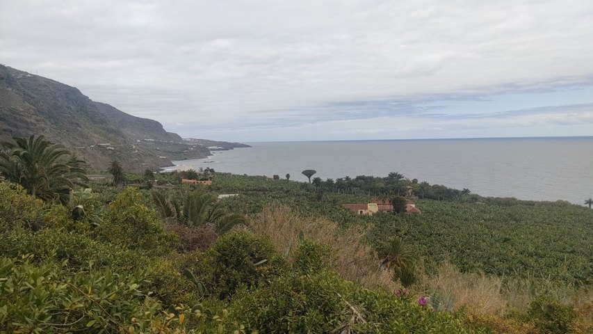 Plantation de bananes