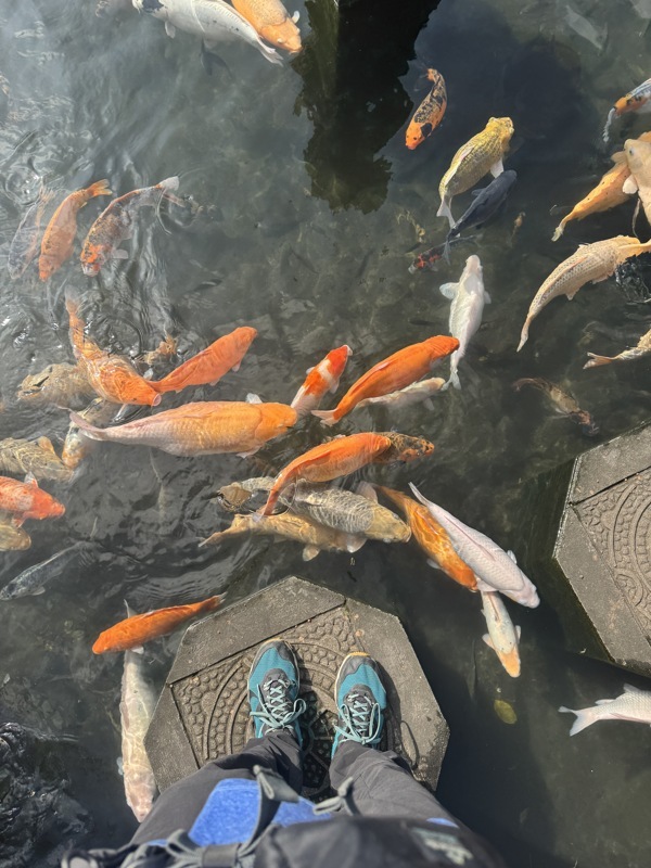 Bassin remplit de gros (très gros) poissons