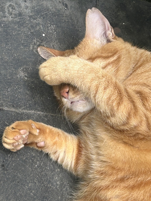 Sur les Gili pas de chien abandonnés mais énormément de chat domestique, il avait l’air bien