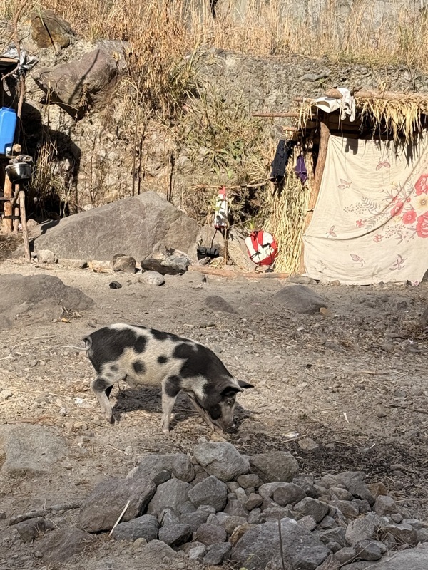 Un cochon dalmatiens