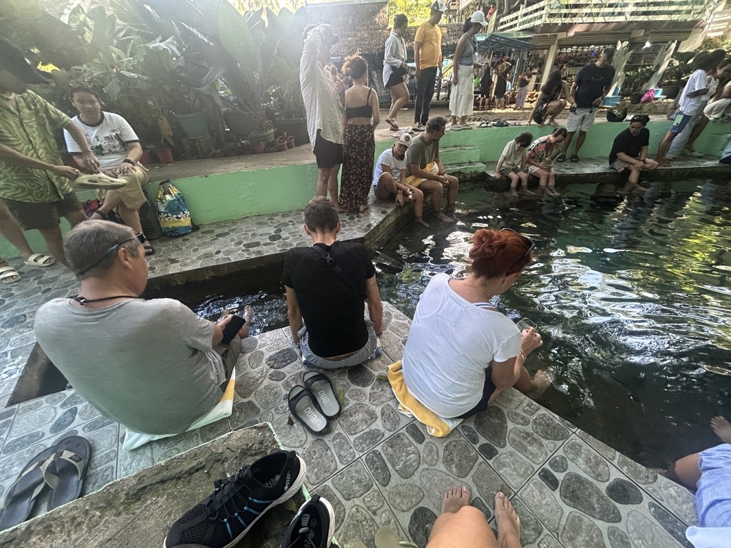 Fish spa