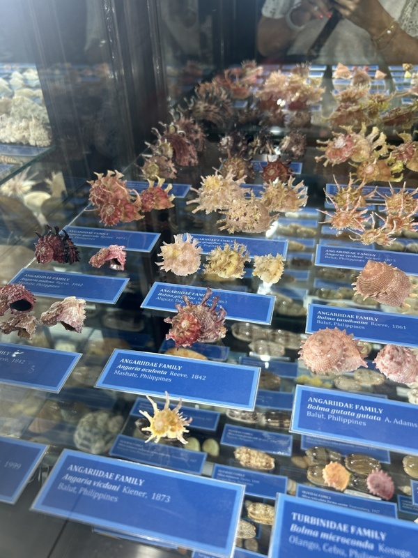 Musée du coquillage