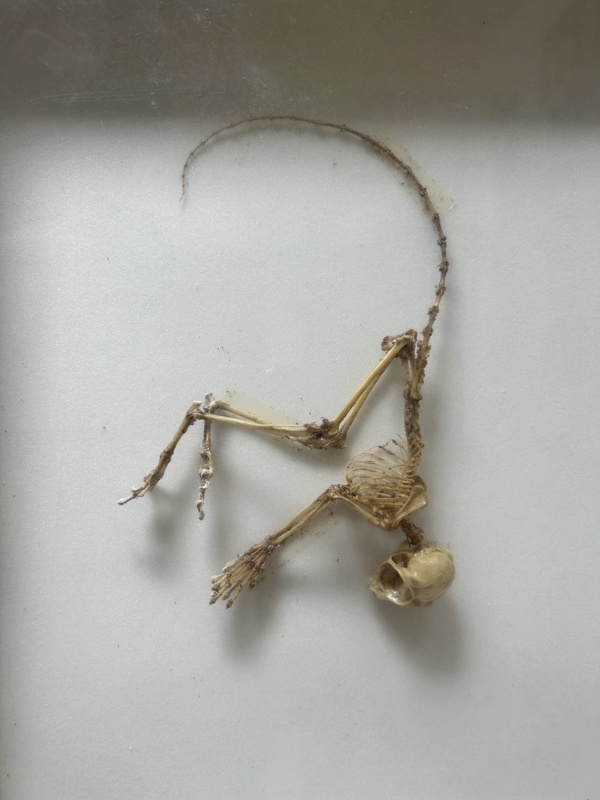 Squelette de se petit tarsier
