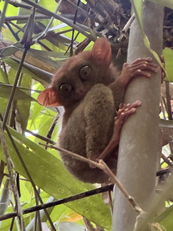 Tarsier