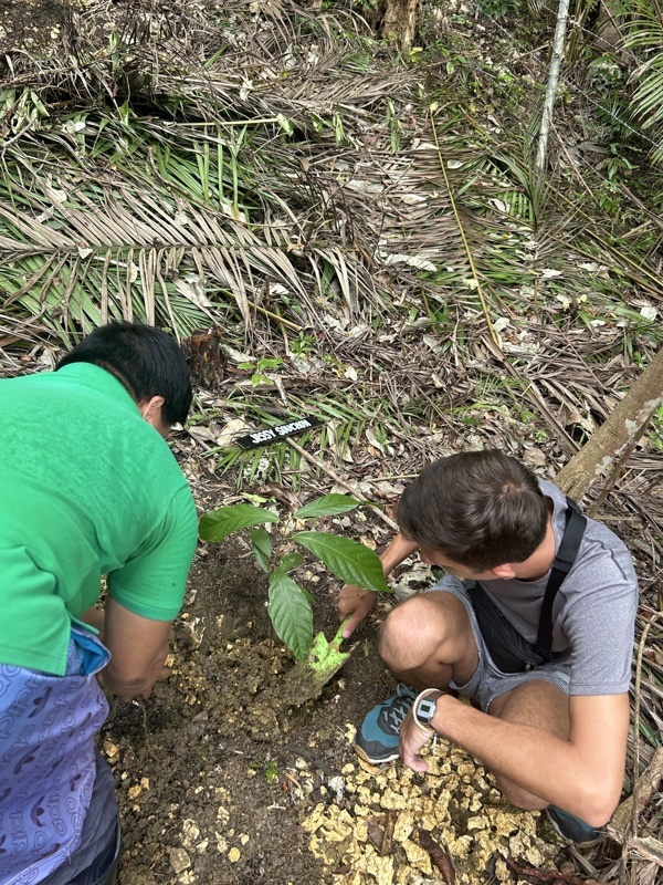 Plantation de cacao