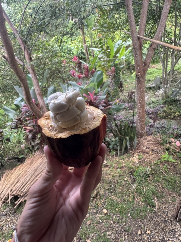 L’intérieur d’un cacao, d’ailleurs ça se mange et c’est bon