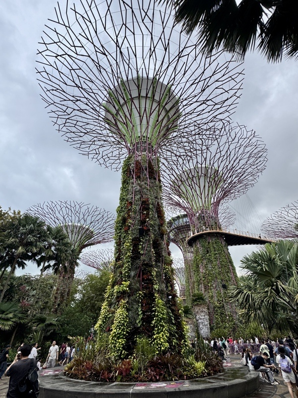 Supertree Grove