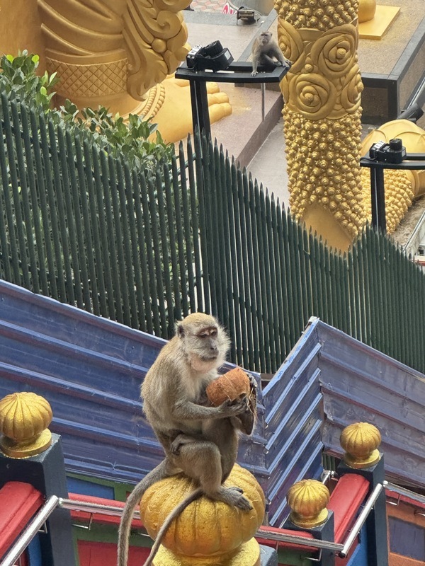 Si on regarde bien, elle a un bébé dans les bras, sous la coco. On était content de faire la visite avant que les singes se réveillent car ça gâche vraiment les visites