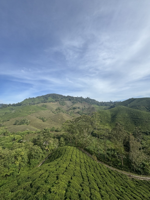 Cameron Highlands : plantations de thé et fermes de fraises