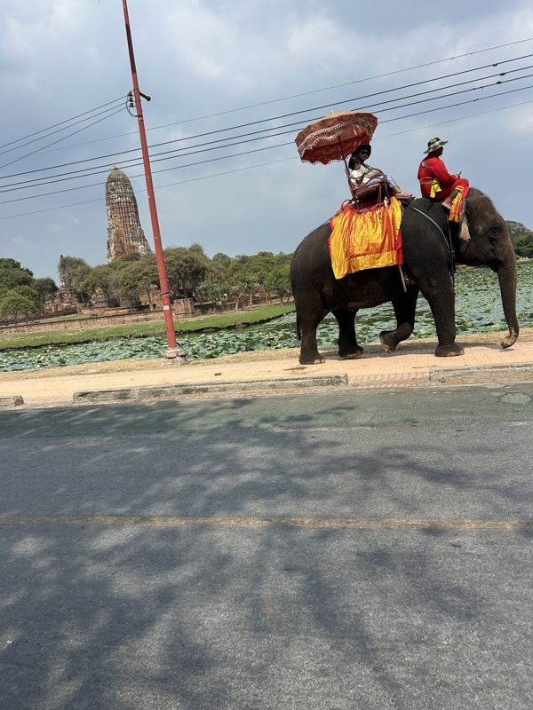 Ça nous faisait vraiment mal au cœur de voir des éléphants encore exploités