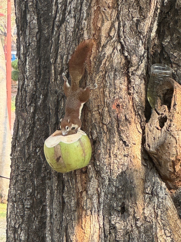 Un écureuil prit la main dans le sac