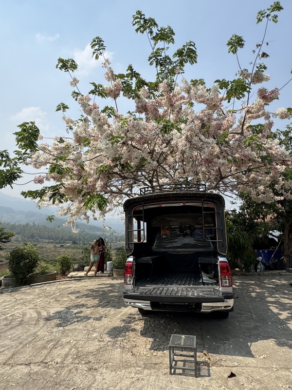 Notre voiture pour la journée sous un magnifique arbre