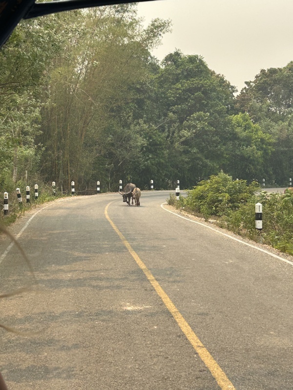 Il y a des vaches à chaque coin de route