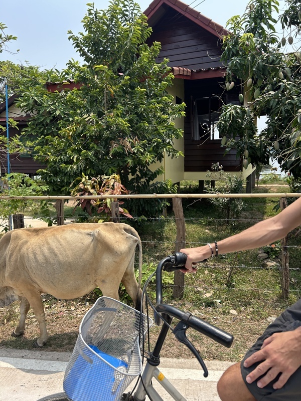 Vache sur la route
