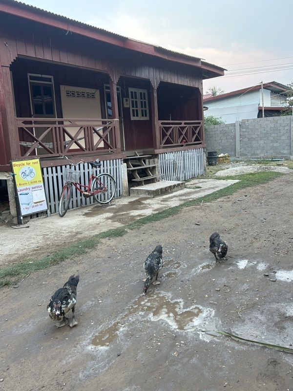 Après les vaches , les canards