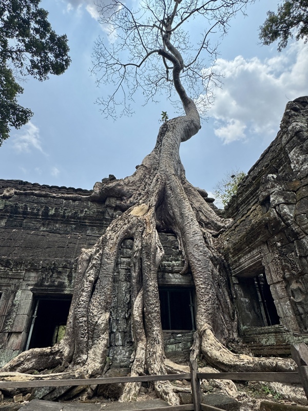 La nature reprend a repris ses droits