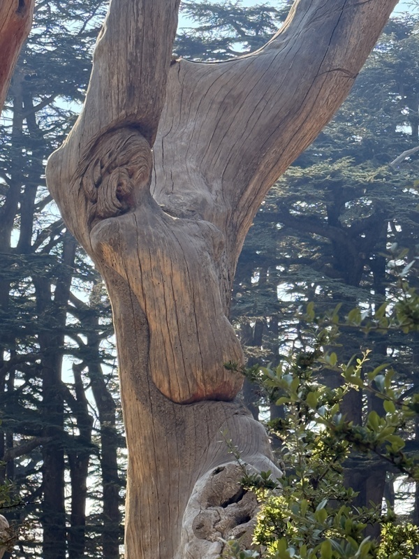 Magnifique dos sculpté