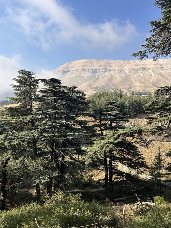 Forêt des cèdres de dieu