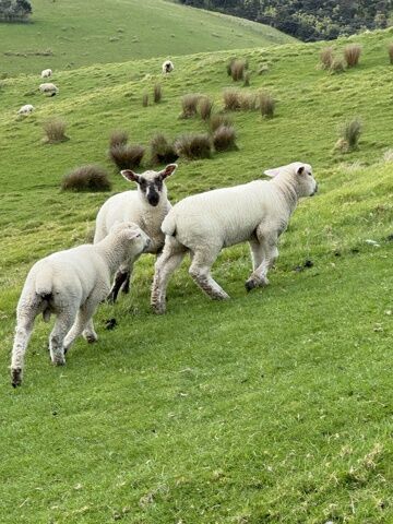 Nos copains les moutons