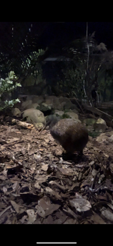 Notre petit kiwi