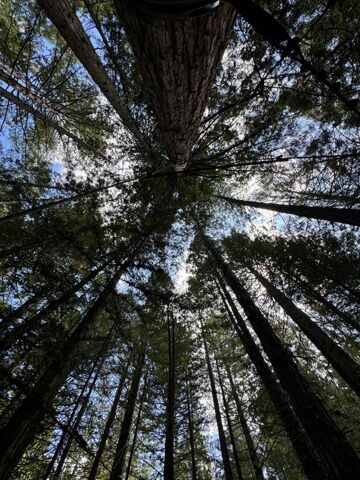 Whakarewarewa