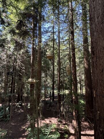 Redwood Treewalk de jour
