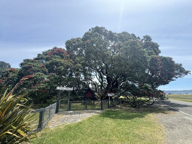 Te Waha O Rerekohu, le plus vaste pohutukawa