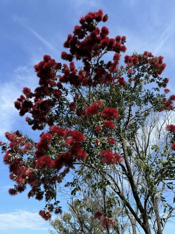 L’arbre de Noël