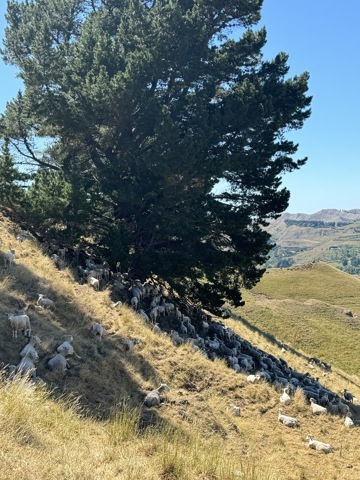 Sur le sentier du te mata peak