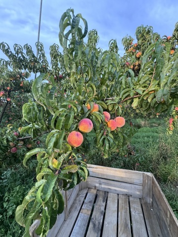 Retour d’expérience - Job 5 : conditionnement de nectarine 