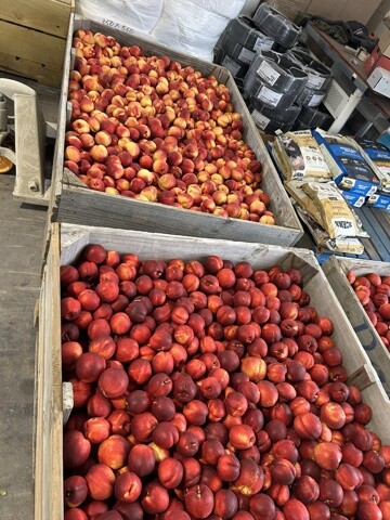 En haut des nectarines jaunes et en bas des August Fire