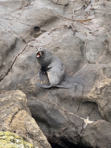 Un lion de mer entrain de bâiller