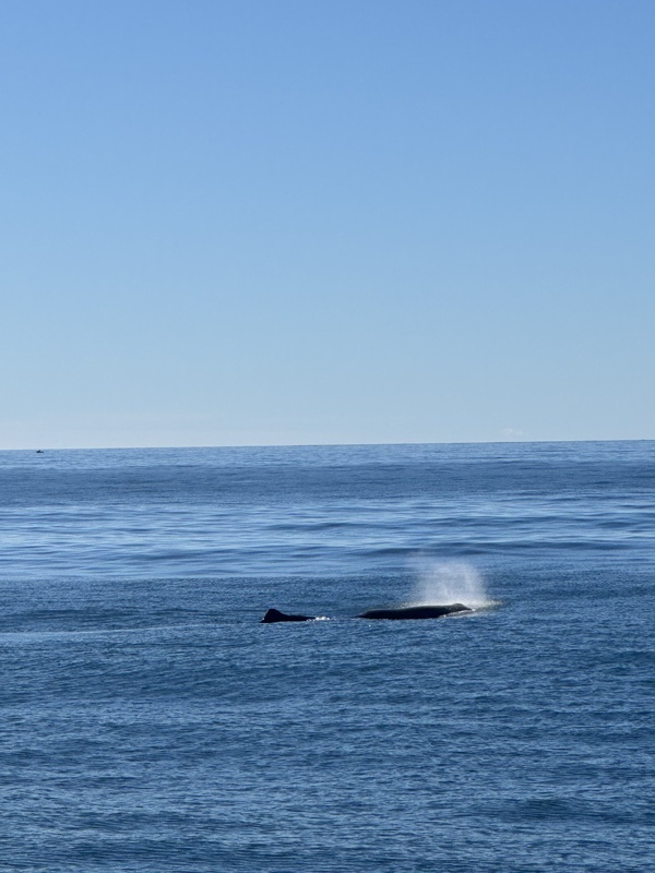 Rencontre inoubliable au large de Kaikoura